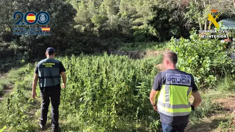 El dispositivo de la Guardia Civil y Policía Nacional supervisa la plantación localizada. El dispositivo de la Guardia Civil y Policía Nacional supervisa la plantación localizada.