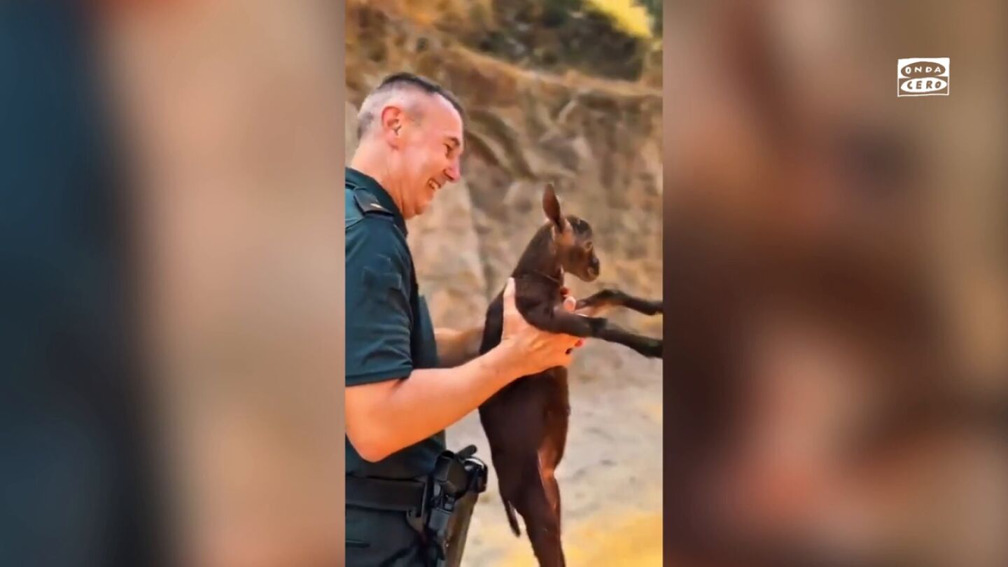 El vídeo de la Guardia Civil desalojando varios animales por los incendios de Castellón 