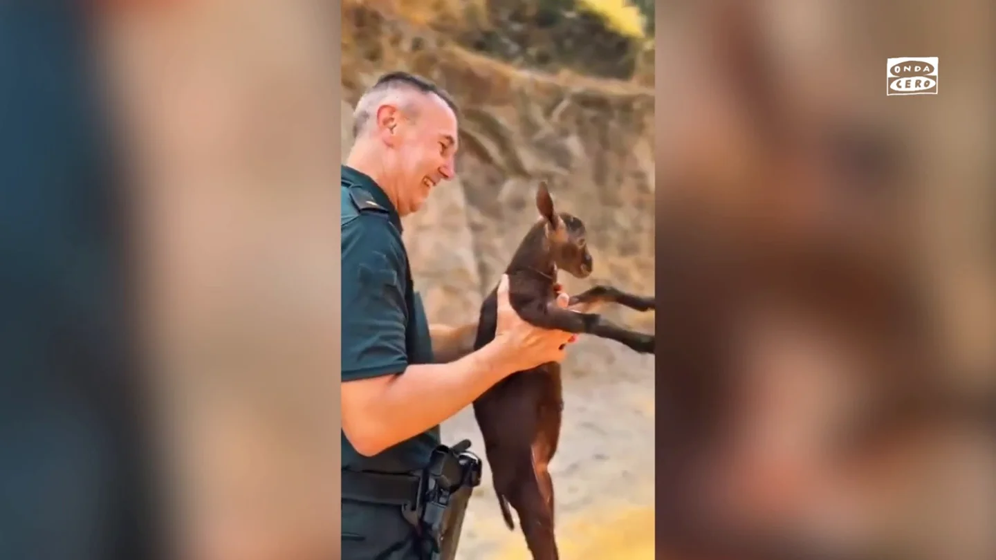 El vídeo de la Guardia Civil desalojando varios animales por los incendios de Castellón El vídeo de la Guardia Civil desalojando varios animales por los incendios de Castellón
