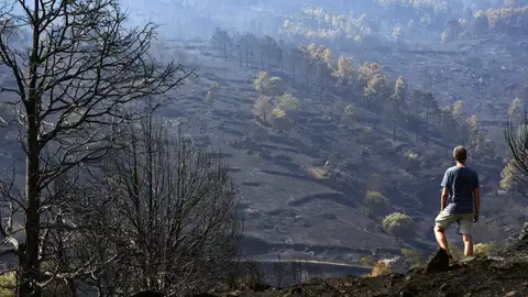 Un hombre observa uno de los pinares arrasados por el incendio de Burgohondo (Ávila) en el Parque Natural del Valle de Iruelas. Un hombre observa uno de los pinares arrasados por el incendio de Burgohondo (Ávila) en el Parque Natural del Valle de Iruelas.