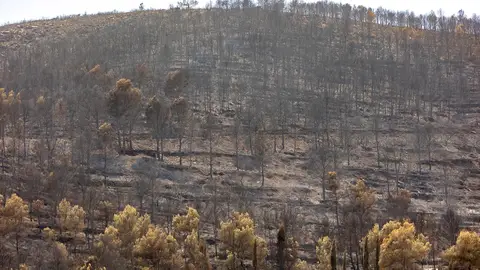 Zonas calcinadas por el incendio de la Vall d’Uixó Zonas calcinadas por el incendio de la Vall d’Uixó