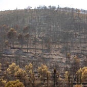 Zonas calcinadas por el incendio de la Vall d’Uixó