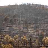 Zonas calcinadas por el incendio de la Vall d’Uixó Zonas calcinadas por el incendio de la Vall d’Uixó