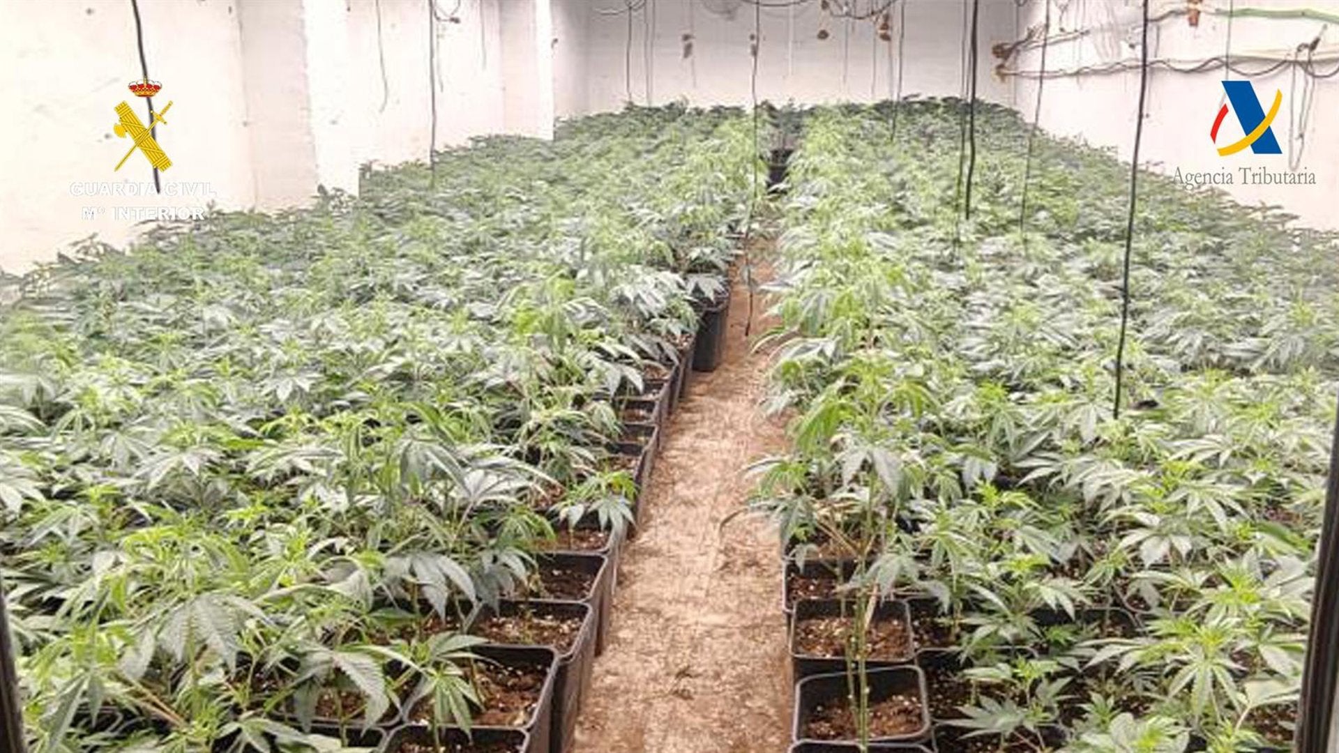 Cinco detenidos al desmantelar cinco plantaciones de marihuana en inmuebles de Osuna y Estepa Cinco detenidos al desmantelar cinco plantaciones de marihuana en inmuebles de Osuna y Estepa