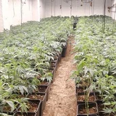 Cinco detenidos al desmantelar cinco plantaciones de marihuana en inmuebles de Osuna y Estepa Cinco detenidos al desmantelar cinco plantaciones de marihuana en inmuebles de Osuna y Estepa