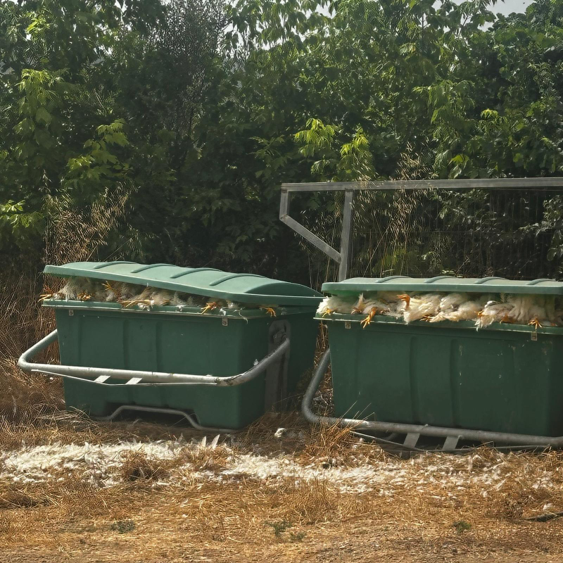 La Unió exige medidas urgentes por los "retrasos" en la retirada de animales en Vall d'Uixó La Unió exige medidas urgentes por los "retrasos" en la retirada de animales en Vall d'Uixó
