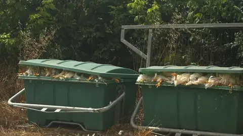 Contenedores de basura con animales dentro Contenedores de basura con animales dentro
