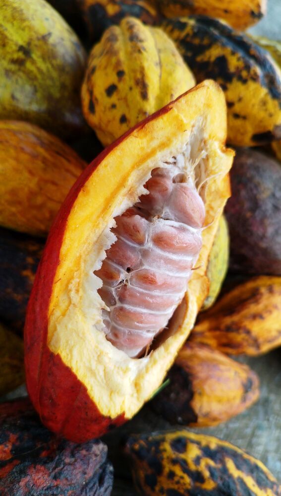 El archipiélago es conocido también como "las islas del cacao"