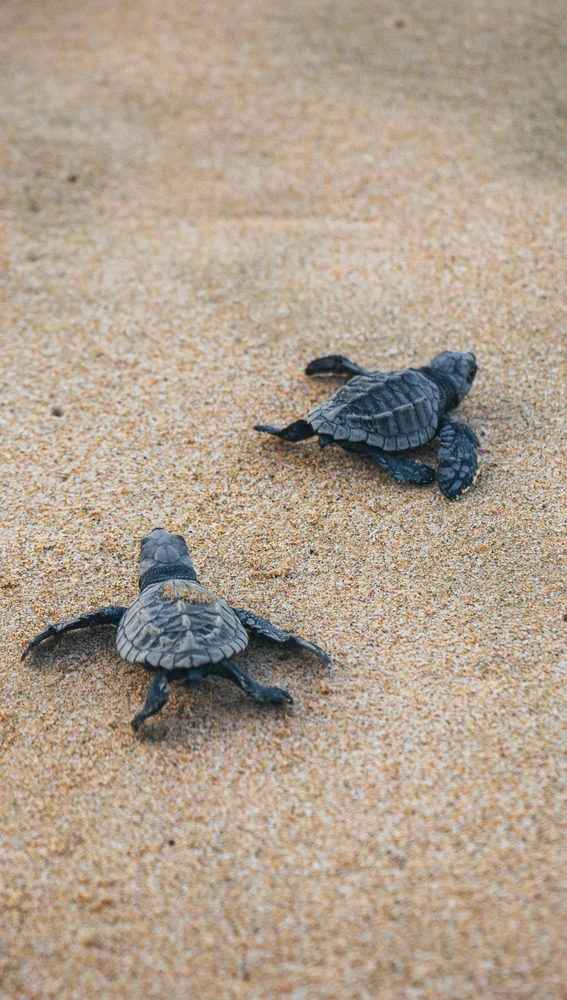 Las tortugas laúd anidan en estas islas Las tortugas laúd anidan en estas islas