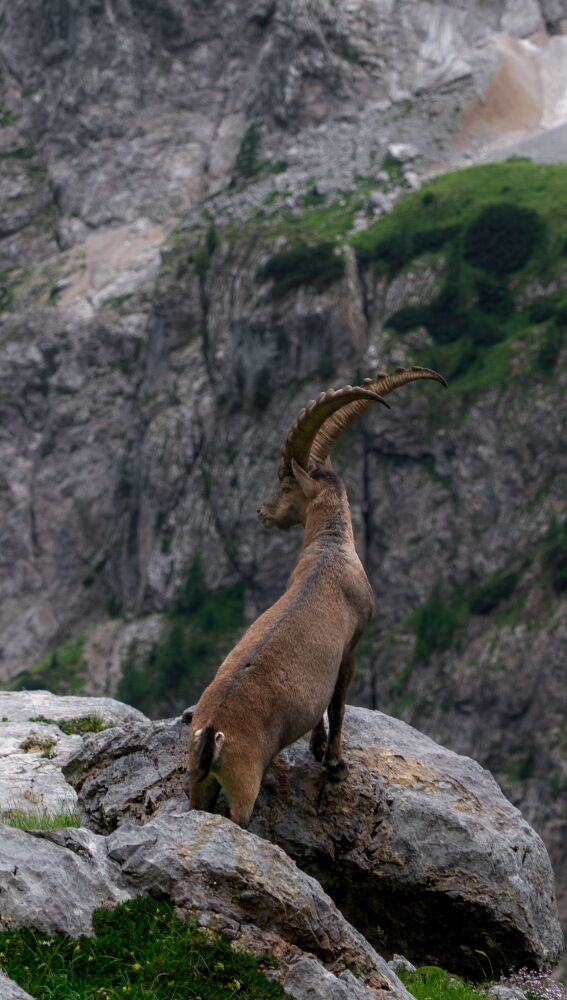 Cabra montesa