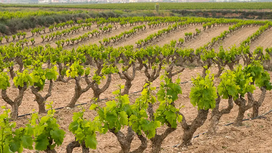Viñedos de Aldeanueva Viñedos de Aldeanueva
