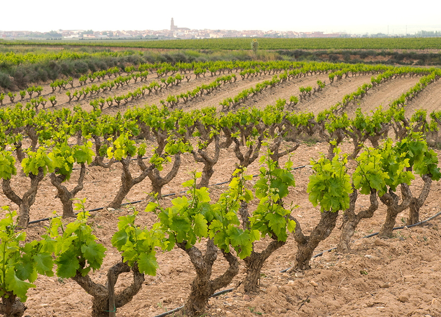 Viñedos de Aldeanueva iniciará la vendimia de Rioja este jueves Viñedos de Aldeanueva iniciará la vendimia de Rioja este jueves