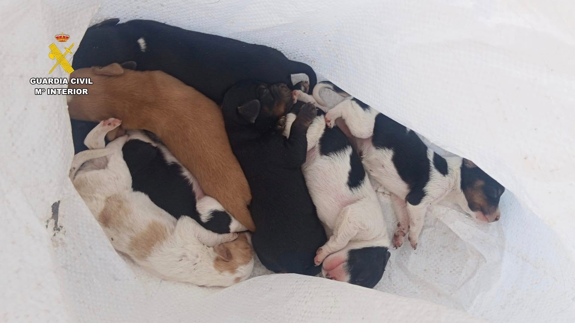 Un investigado por arrojar a un contenedor a siete cachorros de perro vivos en la provincia de Cáceres Un investigado por arrojar a un contenedor a siete cachorros de perro vivos en la provincia de Cáceres