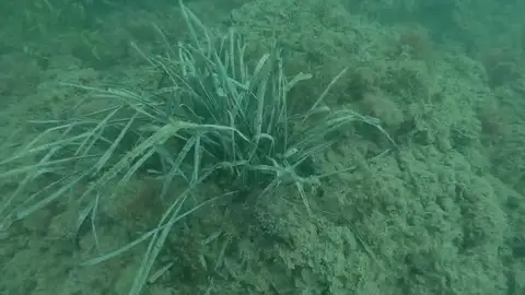 Cullera descubre una pradera de posidonia oceánica ante su costa Cullera descubre una pradera de posidonia oceánica ante su costa