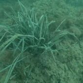 Cullera descubre una pradera de posidonia oceánica ante su costa