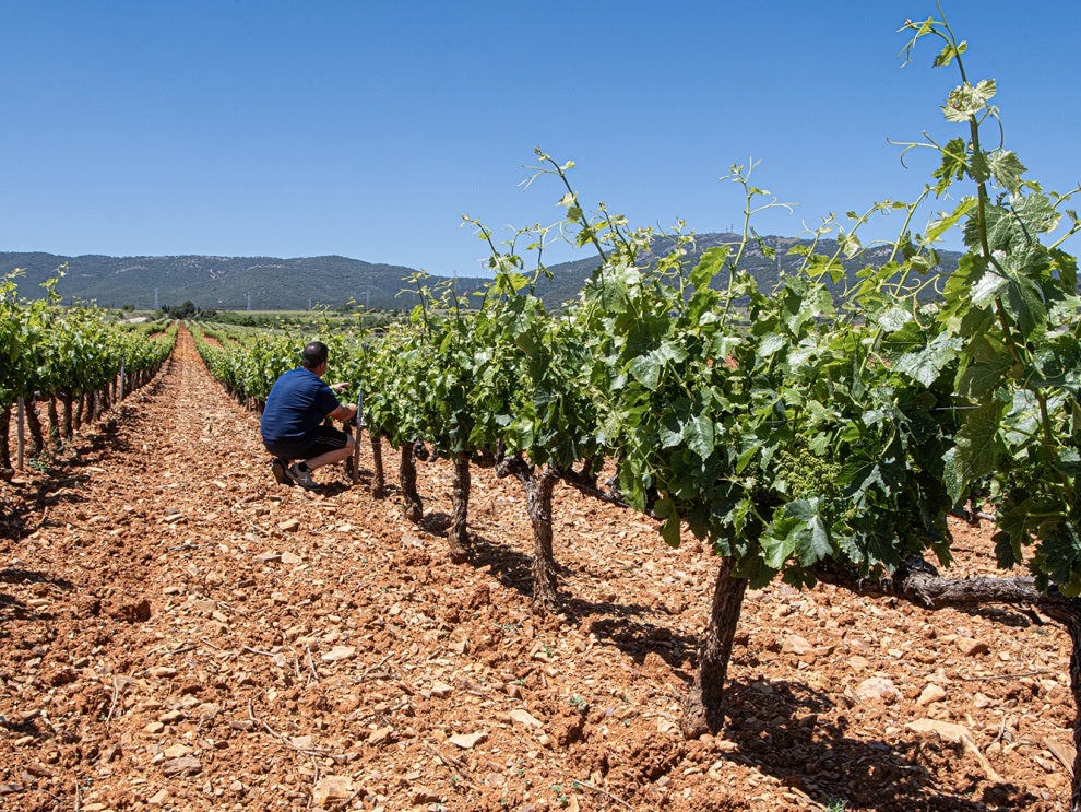 Sindicatos y agricultores reclaman adaptar el trabajo al aumento de las temperaturas extremas Sindicatos y agricultores reclaman adaptar el trabajo al aumento de las temperaturas extremas
