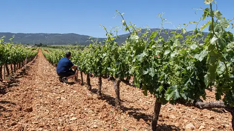Agricultura resuelve ayudas por 870.000 euros para inversiones en el sector vitivinícola aragonés Estas subvenciones se enmarcan en la Intervención Sectorial del Vino, y tienen como finalidad mejorar el rendimiento global de las empresas del sector. REMITIDA / HANDOUT por GOBIERNO DE ARAGÓN Fotografía remitida a medios de comunicación exclusivamente para ilustrar la noticia a la que hace referencia la imagen, y citando la procedencia de la imagen en la firma 04/08/2026