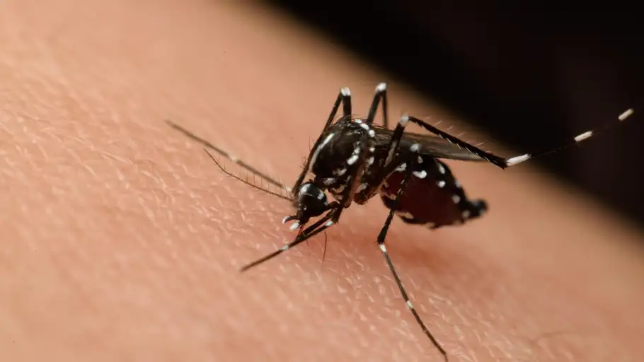 Mosquito virus del nilo Mosquito virus del nilo
