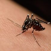 Mosquito virus del nilo