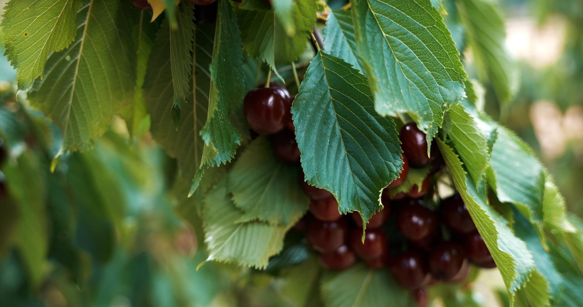 La DOP Cereza del Jerte cierra una campaña "muy positiva", con 7,5 millones de kilos de producto certificado La DOP Cereza del Jerte cierra una campaña "muy positiva", con 7,5 millones de kilos de producto certificado