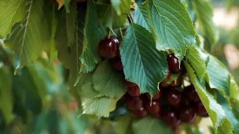 La DOP Cereza del Jerte cierra una campaña "muy positiva", con 7,5 millones de kilos de producto certificado La DOP Cereza del Jerte cierra una campaña "muy positiva", con 7,5 millones de kilos de producto certificado