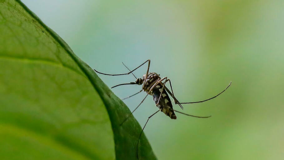 Imagen de archivo de un mosquito.