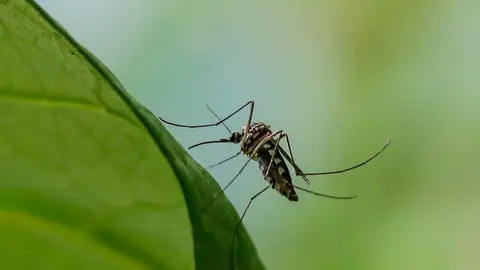 Imagen de archivo de un mosquito. Imagen de archivo de un mosquito.