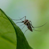 Imagen de archivo de un mosquito. Imagen de archivo de un mosquito.
