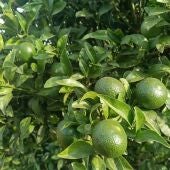 Campo de cítricos.