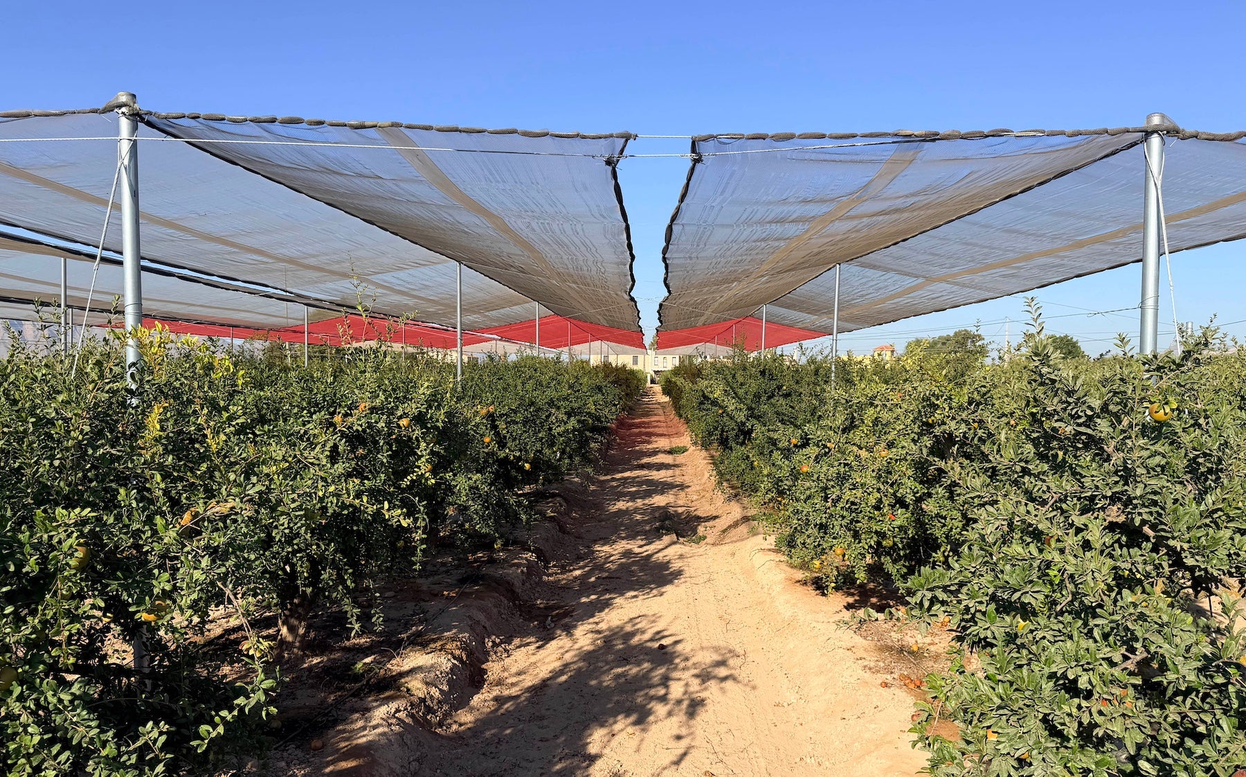 El proyecto GRAMOLA evalúa estrategias sostenibles para reducir las alteraciones internas de la granada mollar de Elche El proyecto GRAMOLA evalúa estrategias sostenibles para reducir las alteraciones internas de la granada mollar de Elche