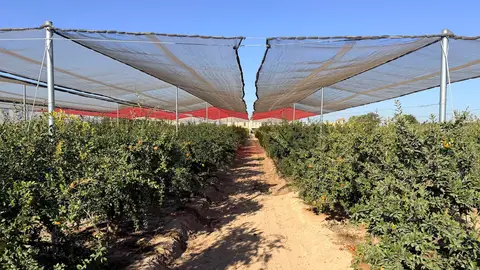 El proyecto GRAMOLA evalúa estrategias sostenibles para reducir las alteraciones internas de la granada mollar de Elche El proyecto GRAMOLA evalúa estrategias sostenibles para reducir las alteraciones internas de la granada mollar de Elche