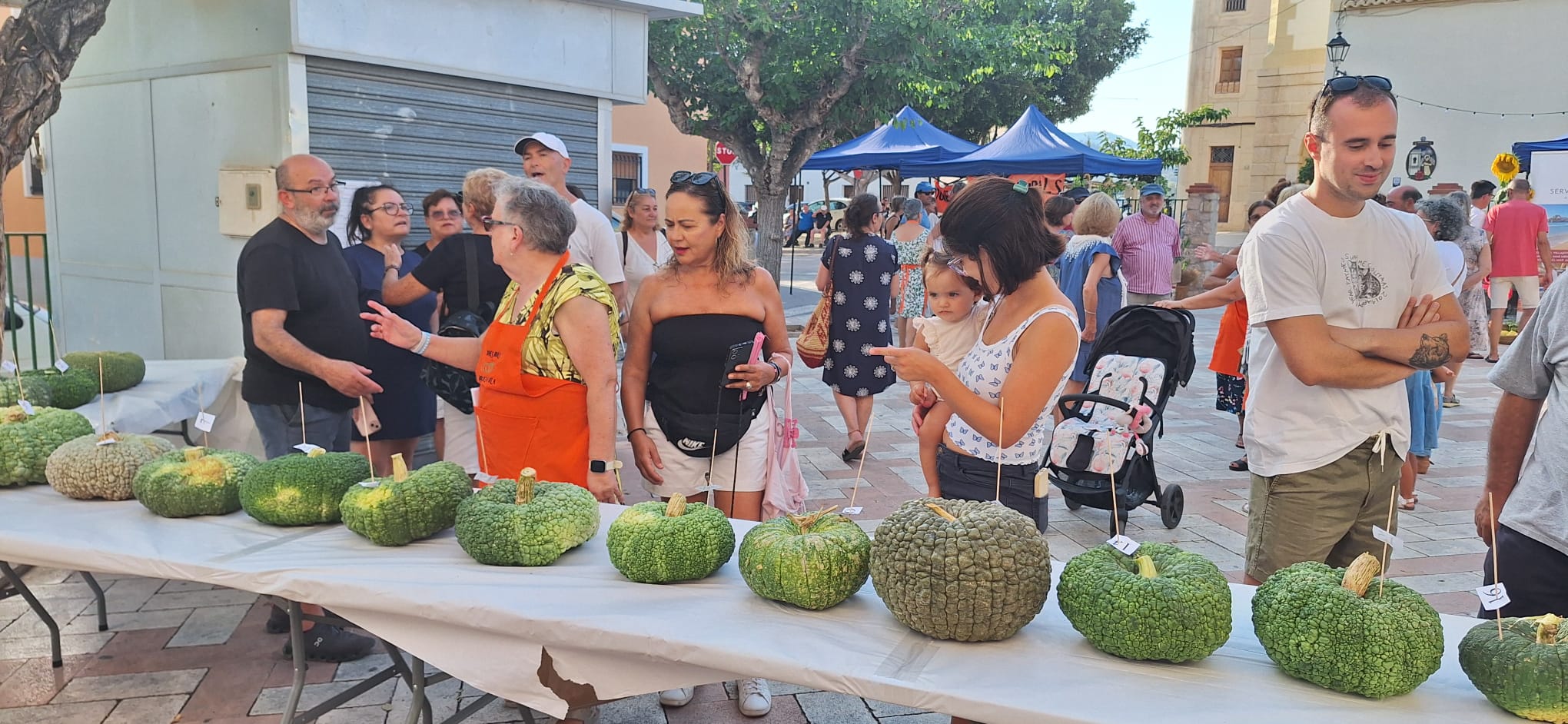 Villajoyosa celebra su tradicional concurso de calabaza vilera en la Ermita Villajoyosa celebra su tradicional concurso de calabaza vilera en la Ermita