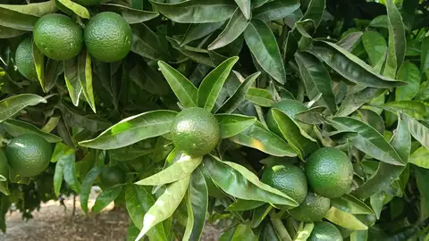LA UNIÓ prevé una cosecha de cítricos de 2,59 millones de toneladas, la segunda más baja de las dos últimas décadas LA UNIÓ prevé una cosecha de cítricos de 2,59 millones de toneladas, la segunda más baja de las dos últimas décadas