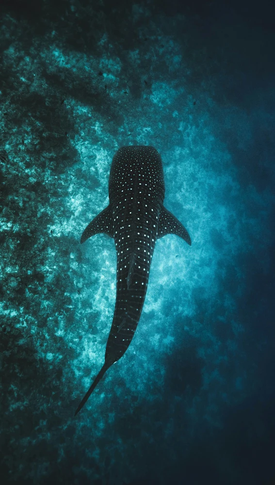 El majestuoso tiburón ballena El majestuoso tiburón ballena