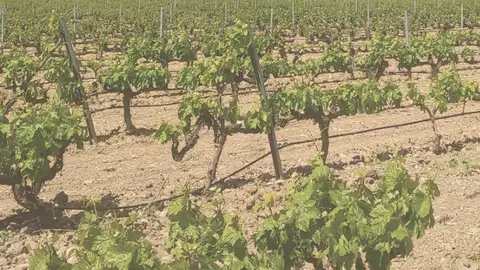 Bodegas Ilurce Bodegas Ilurce