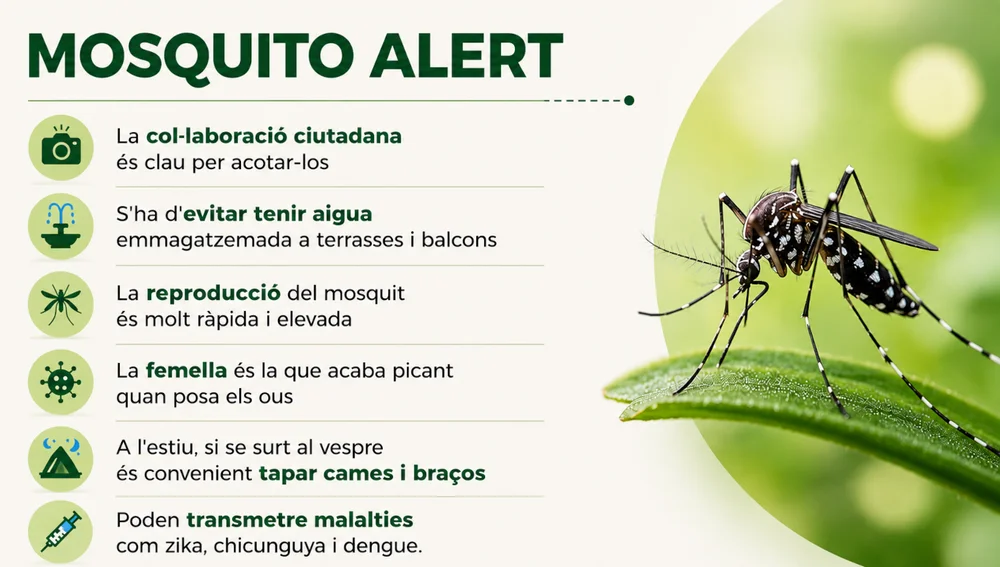 Algunes dades importants sobre la reproducció dels mosquits i les seves conseqüències Algunes dades importants sobre la reproducció dels mosquits i les seves conseqüències