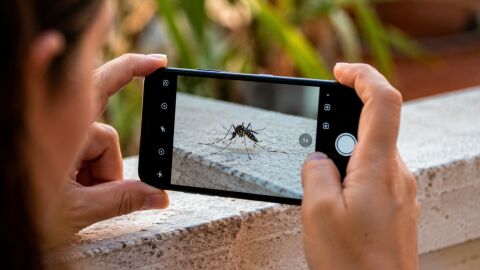 El web i l'app Mosquito Alert permeten la ciutadania fer fotografies d'aquells mosquits que detecta dins o fora de casa El web i l'app Mosquito Alert permeten la ciutadania fer fotografies d'aquells mosquits que detecta dins o fora de casa