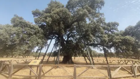 Adenex lleva a seis municipios extremeños un proyecto que promueve la conservación de su patrimonio natural Adenex lleva a seis municipios extremeños un proyecto que promueve la conservación de su patrimonio natural
