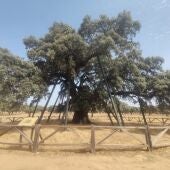 Adenex lleva a seis municipios extremeños un proyecto que promueve la conservación de su patrimonio natural