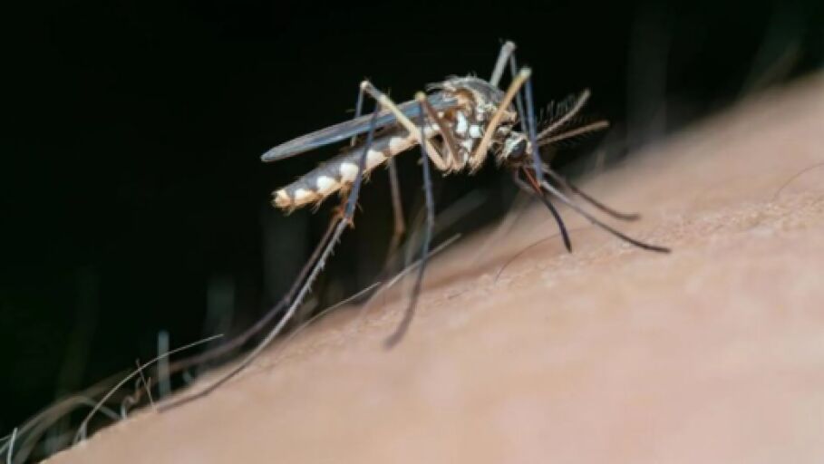 Mosquito vector del Virus del Nilo Occidental