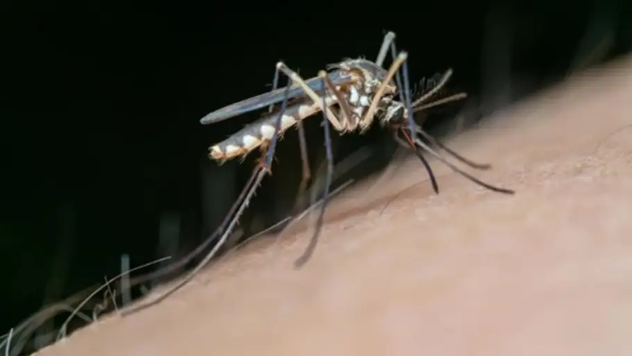 Mosquito vector del Virus del Nilo Occidental Mosquito vector del Virus del Nilo Occidental