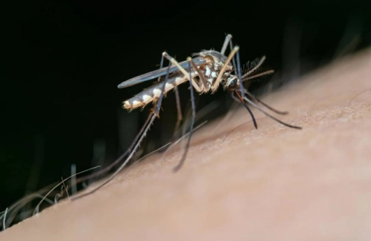 La OCU avisa sobre las pulseras antimosquitos y los ultrasonidos: no son tan eficaces como parecen La OCU avisa sobre las pulseras antimosquitos y los ultrasonidos: no son tan eficaces como parecen