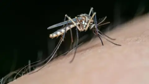 Mosquito vector del Virus del Nilo Occidental Mosquito vector del Virus del Nilo Occidental