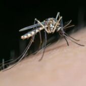 Mosquito vector del Virus del Nilo Occidental