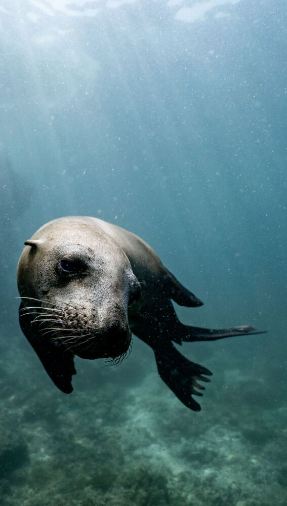 León marino en el entorno de La Paz, Baja California Sur