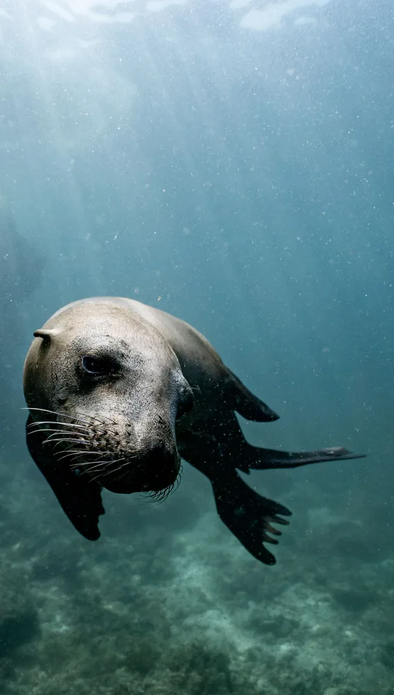 León marino en el entorno de La Paz, Baja California Sur León marino en el entorno de La Paz, Baja California Sur