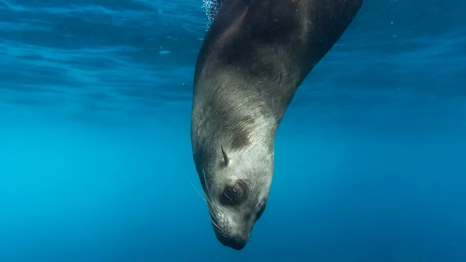 León marino León marino