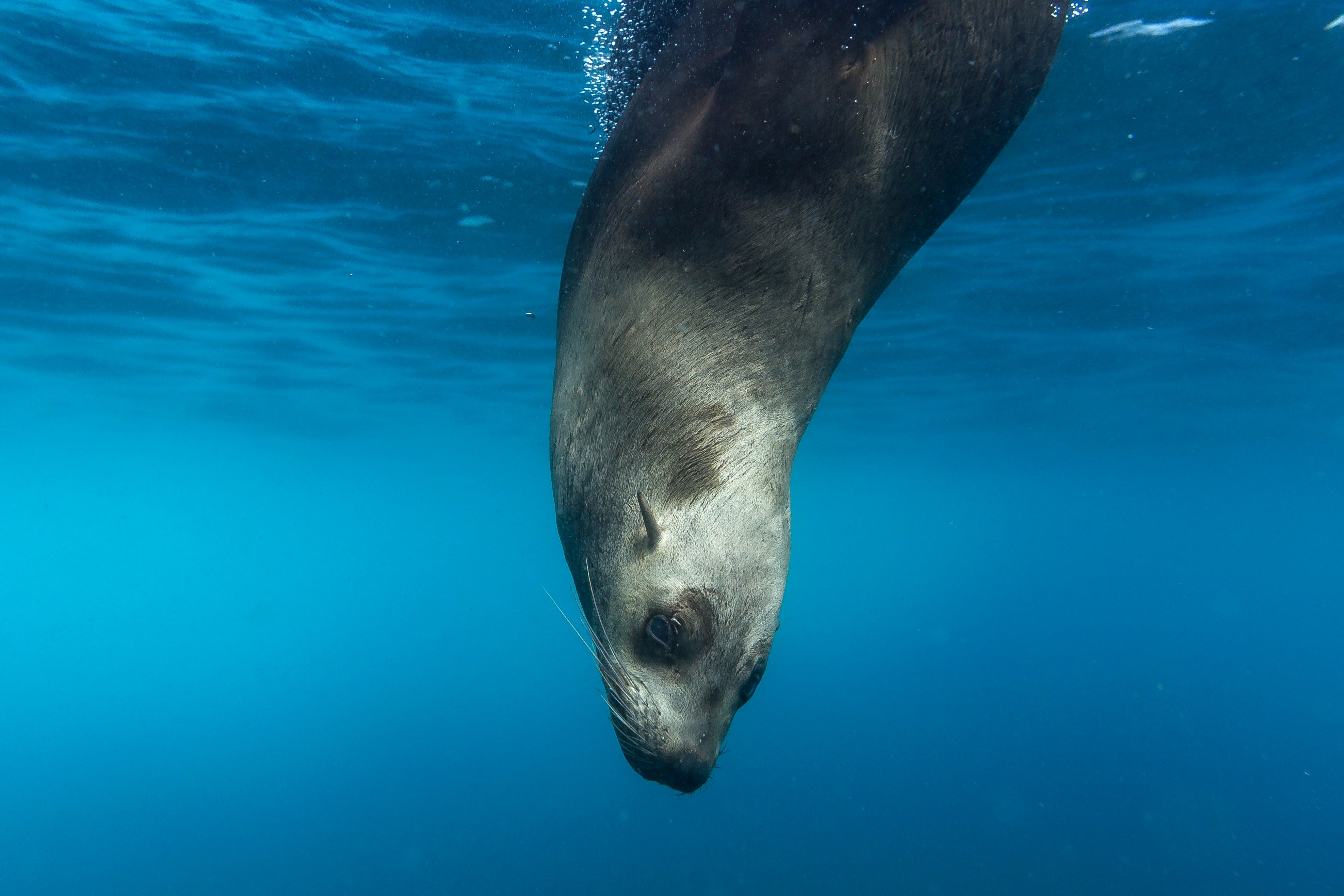 León marino León marino