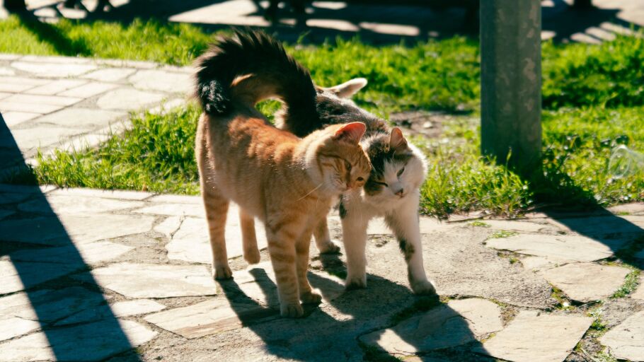 Imagen de archivo de unos gatos al sol 