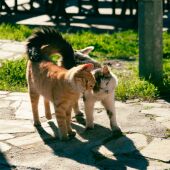 Imagen de archivo de unos gatos al sol 